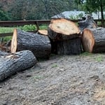 tree removal