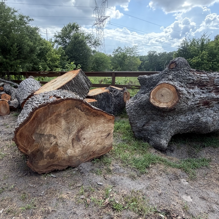 Pecan tree