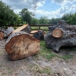 Pecan tree