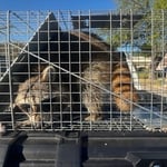 Raccoon Removal