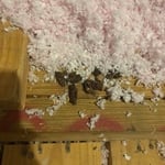 Wildlife Droppings