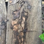 Active Termite