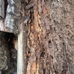 Active termites