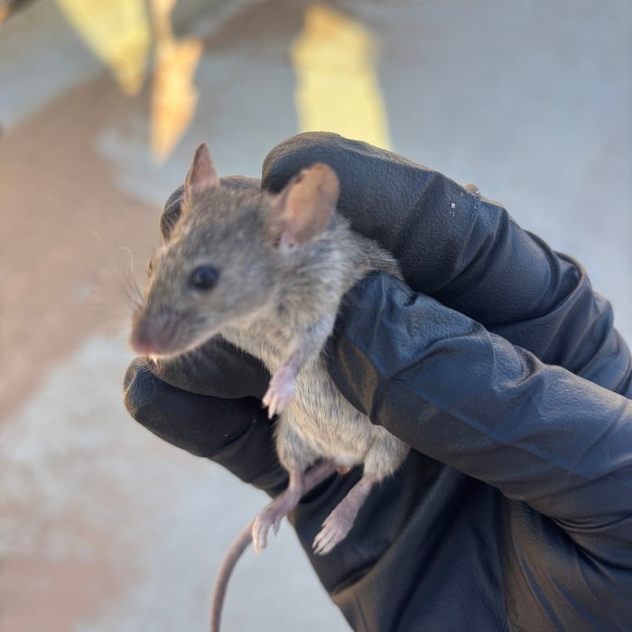 Rodent Removal