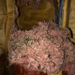 Mouse nest