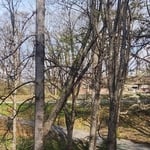 Trees