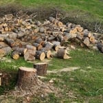 Trees