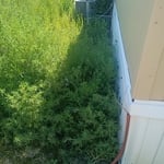 Weed removal