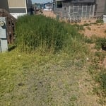 Weed removal
