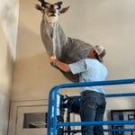 Taxidermy installation