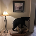 Taxidermy installation