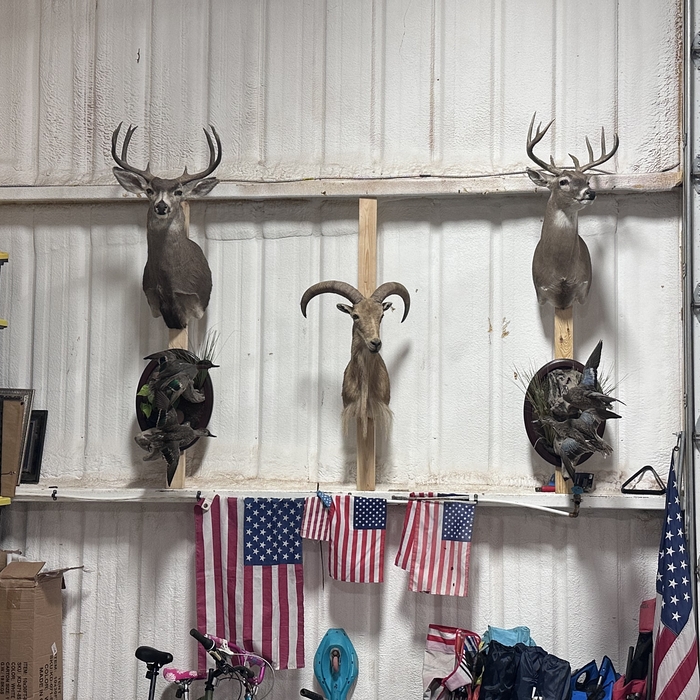 Taxidermy installation