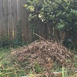 Yard Clean up