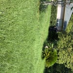 Yard mow and maintenance