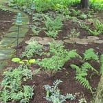 Beverly hills mulch job
