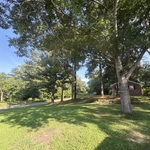 Tree trim