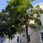 Tree removal
