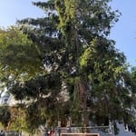 Tree removal