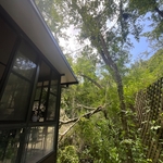 Emergency Tree Removal