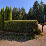 Bush trim