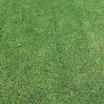 Bermuda lawn