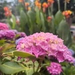 Backyard Natural Reno