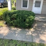 Bush Trim / Hedge