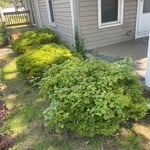Bush Trim / Hedge