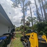 Pine Tree Removal