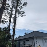 Pine Tree Removal