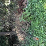 Brush/debris removal