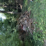 Brush/debris removal