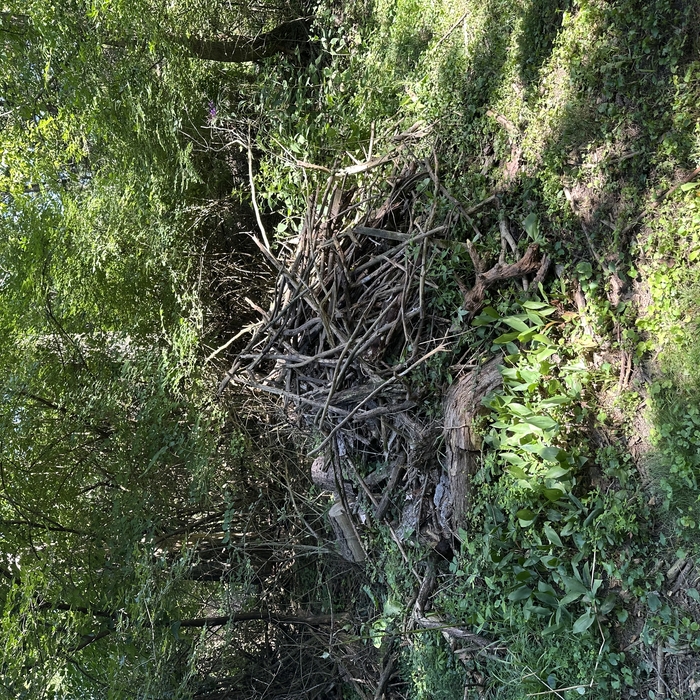 Brush/debris removal