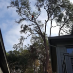 Tree work