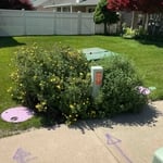 Landscaped yard