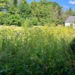 Tall grass clean