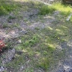 Front yard weeding