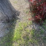 Front yard weeding