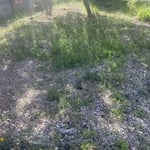Front yard weeding