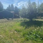 Backyard mow