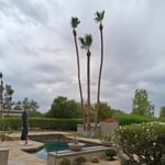 Tall fan palms over a pool