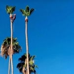 Scottsdale Palms