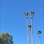 Scottsdale Palms