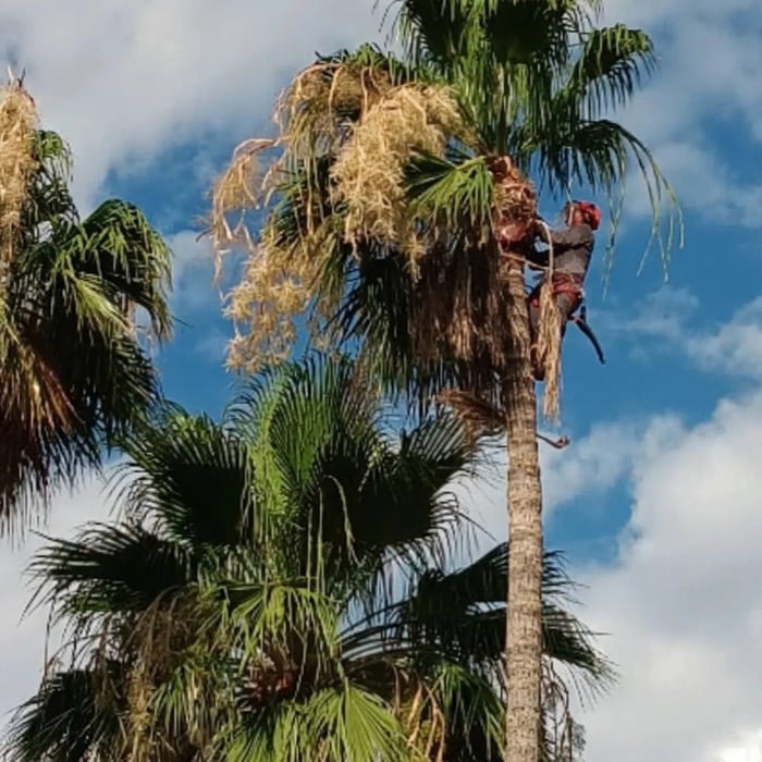 Tall fan palms over a pool