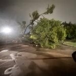Emergency Tree removal