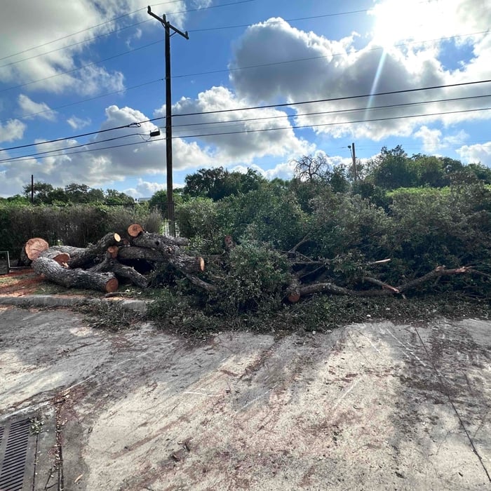 Emergency Tree removal