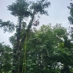 Tree work