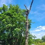 Tree work