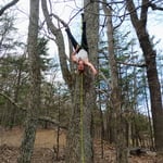Tree work