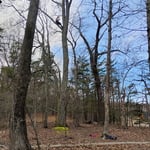 Tree work